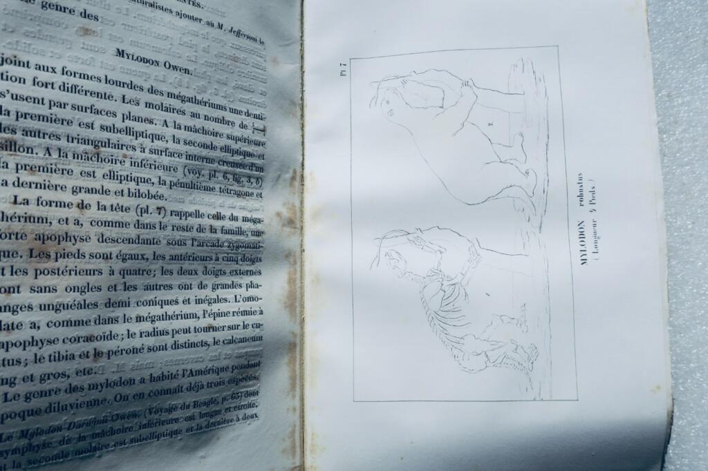 paléontologie Pictet Traité élémentaire de paléontologie ou histoire naturel des