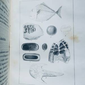 paléontologie Pictet Traité élémentaire de paléontologie ou histoire naturel des