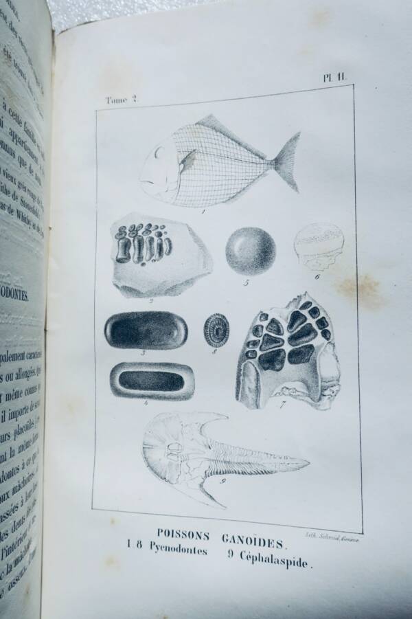 paléontologie Pictet Traité élémentaire de paléontologie ou histoire naturel des