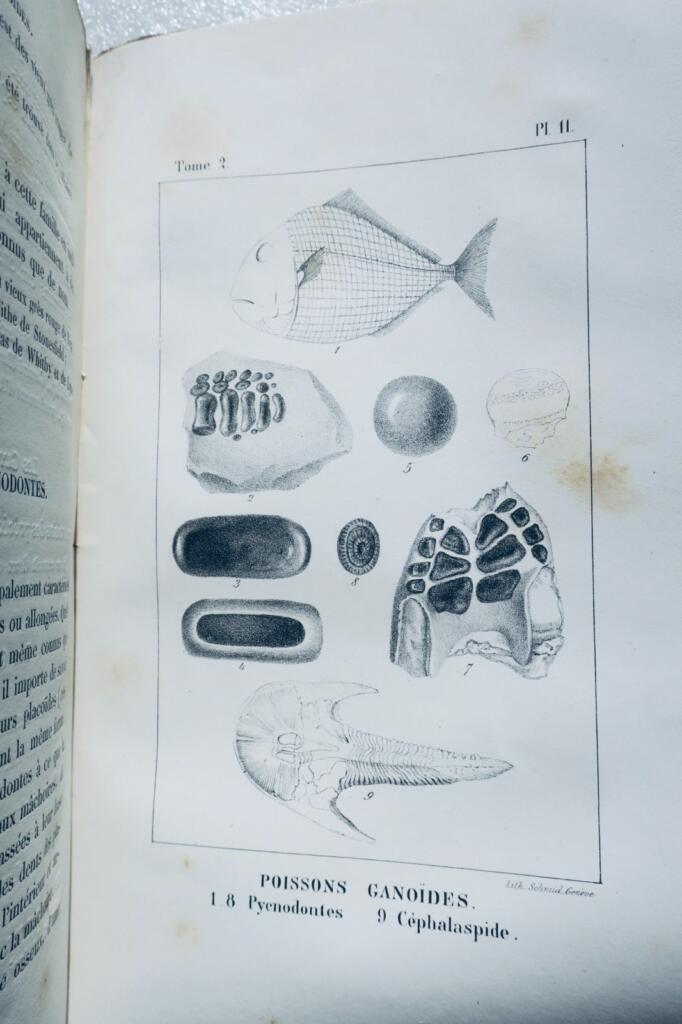 paléontologie Pictet Traité élémentaire de paléontologie ou histoire naturel des
