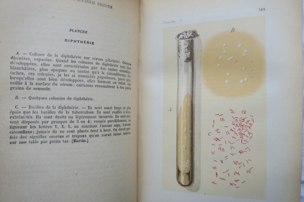 Comprehensive Guide to Internal Pathology