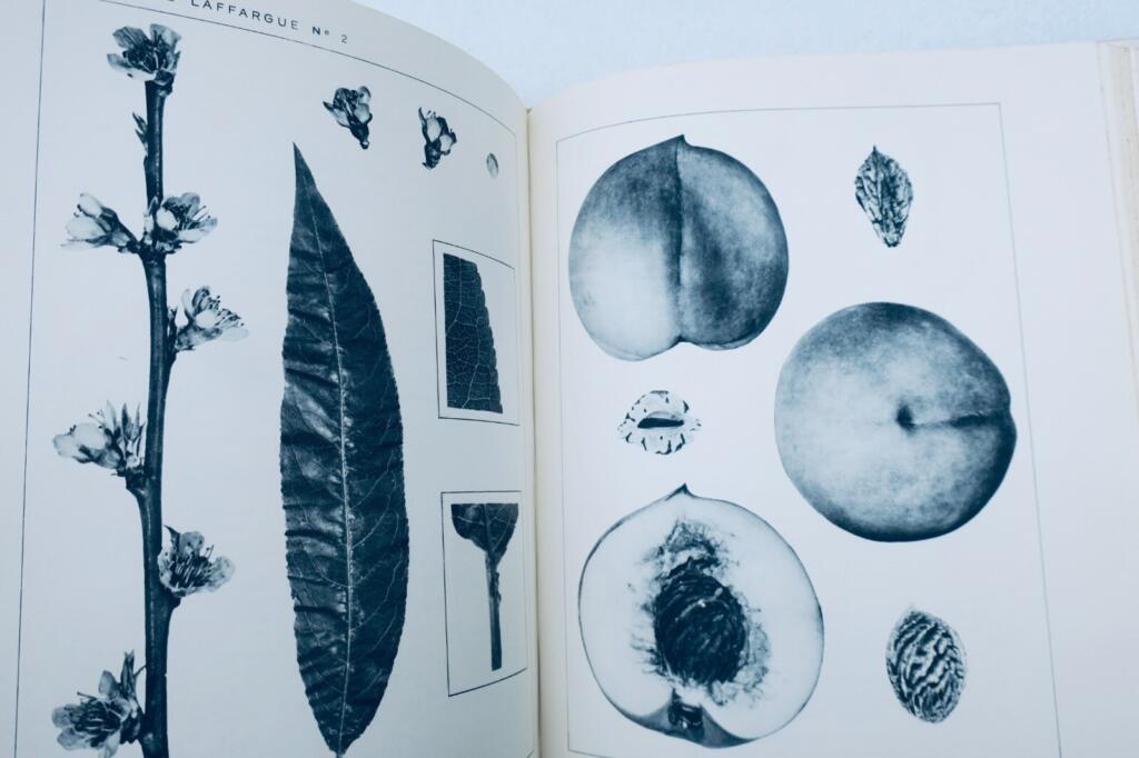 Monographie der Pfirsichsorten
