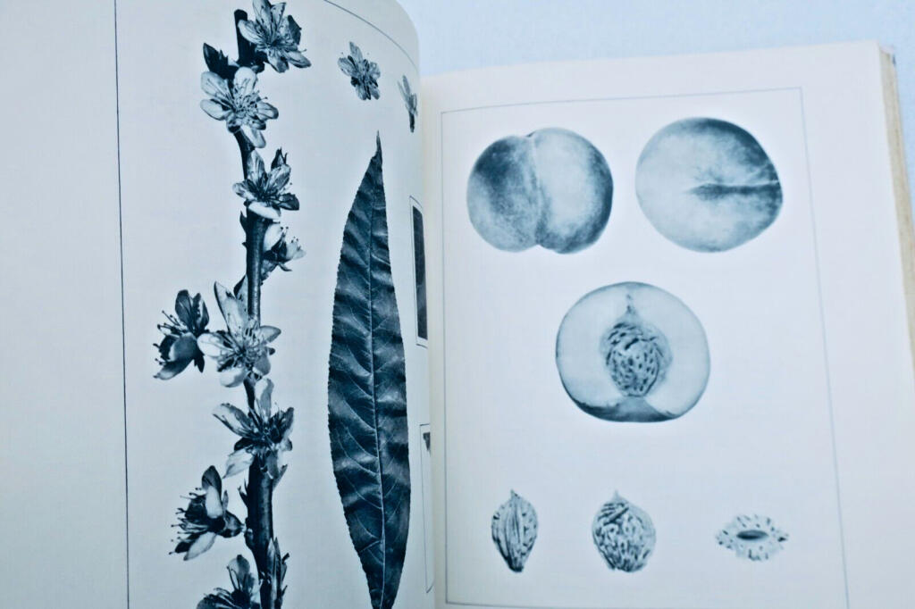 Monographie der Pfirsichsorten