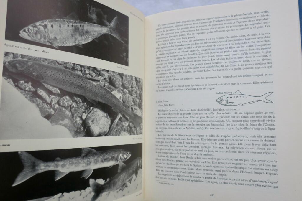 Großes Handbuch für Süßwasserfischerei