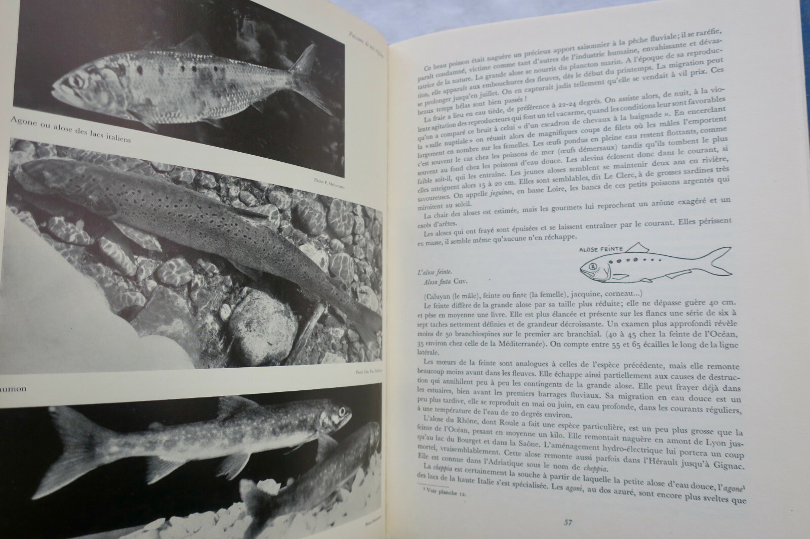 Großes Handbuch für Süßwasserfischerei – Image 11
