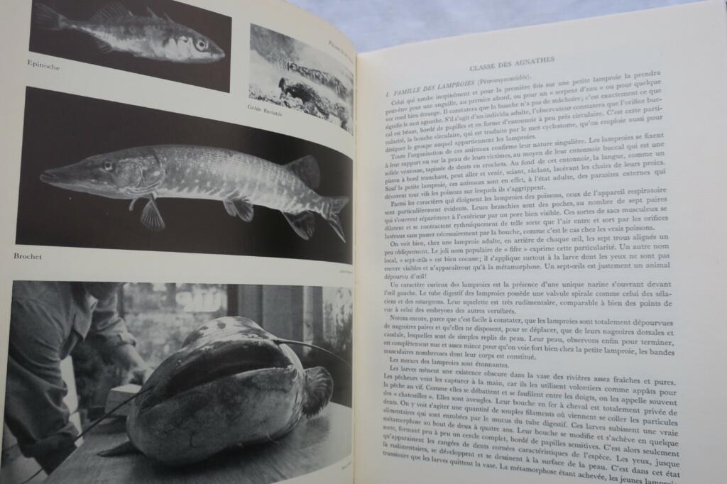 Großes Handbuch für Süßwasserfischerei