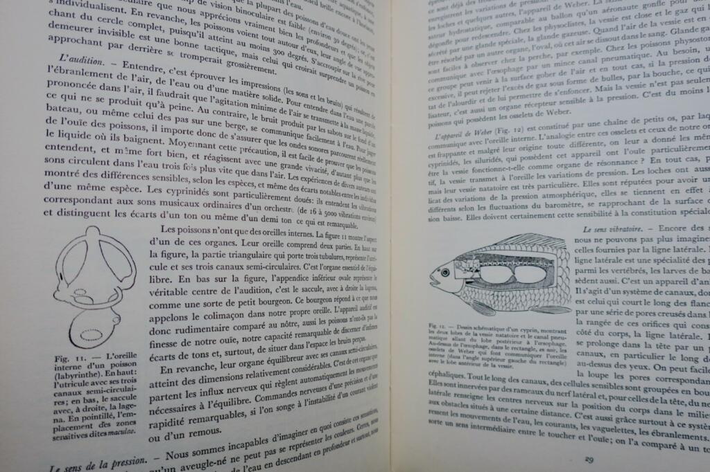 Großes Handbuch für Süßwasserfischerei