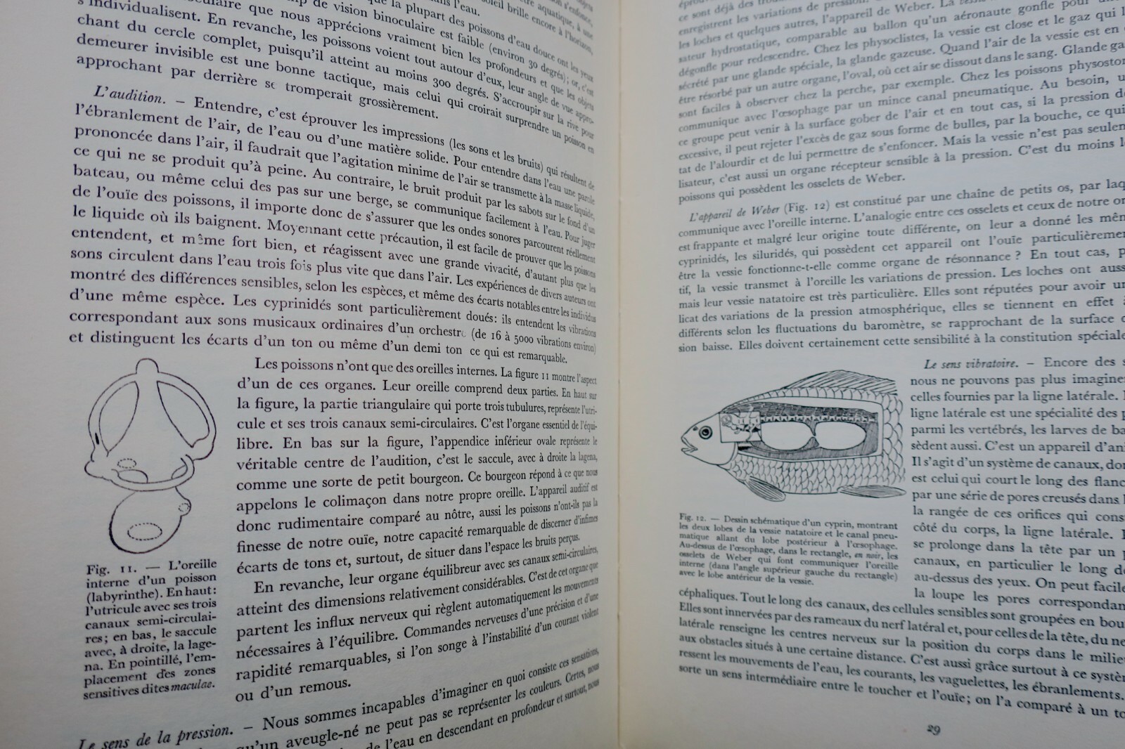 Großes Handbuch für Süßwasserfischerei – Image 12