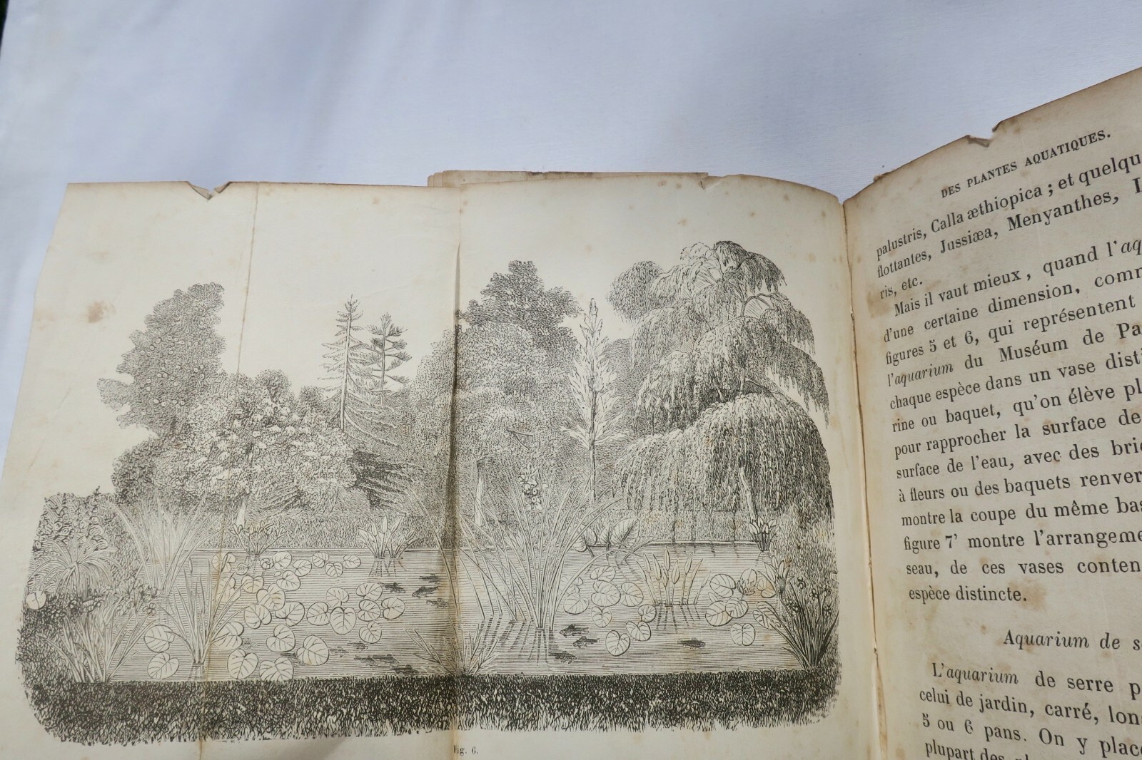 Practical Guide to Pelargonium, Wallflowers, Aquatic Plants & Lantanas - Image 6
