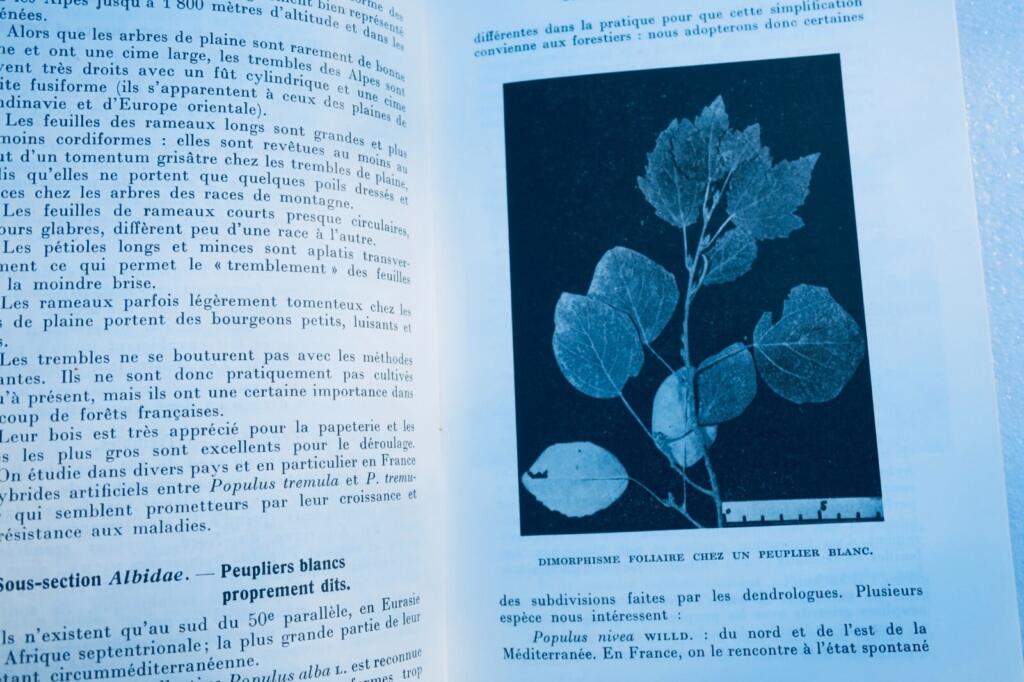 Peuplier La culture du peuplier
