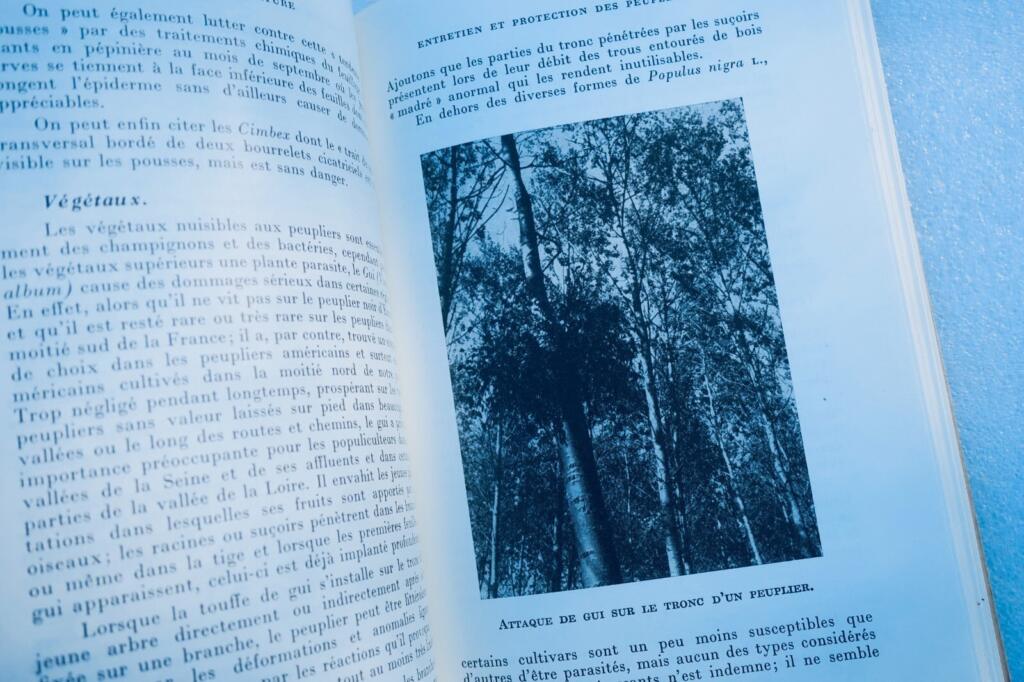 Poplar cultivation manual with illustrations
