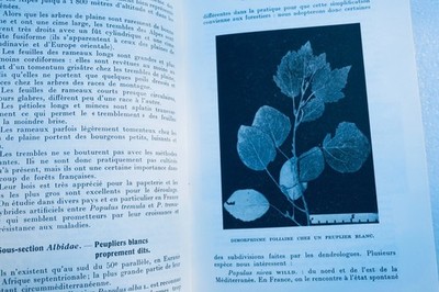 Cultivation Techniques for Poplar Trees