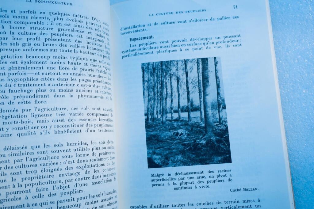 Peuplier La culture du peuplier