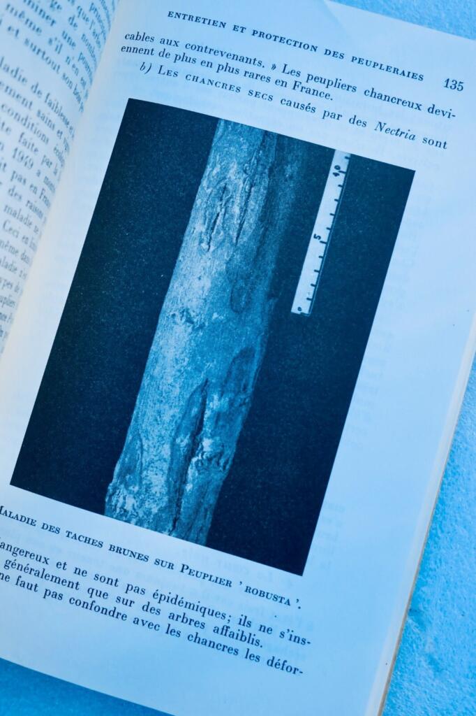 Poplar cultivation manual with illustrations