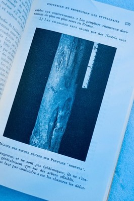 Cultivation Techniques for Poplar Trees