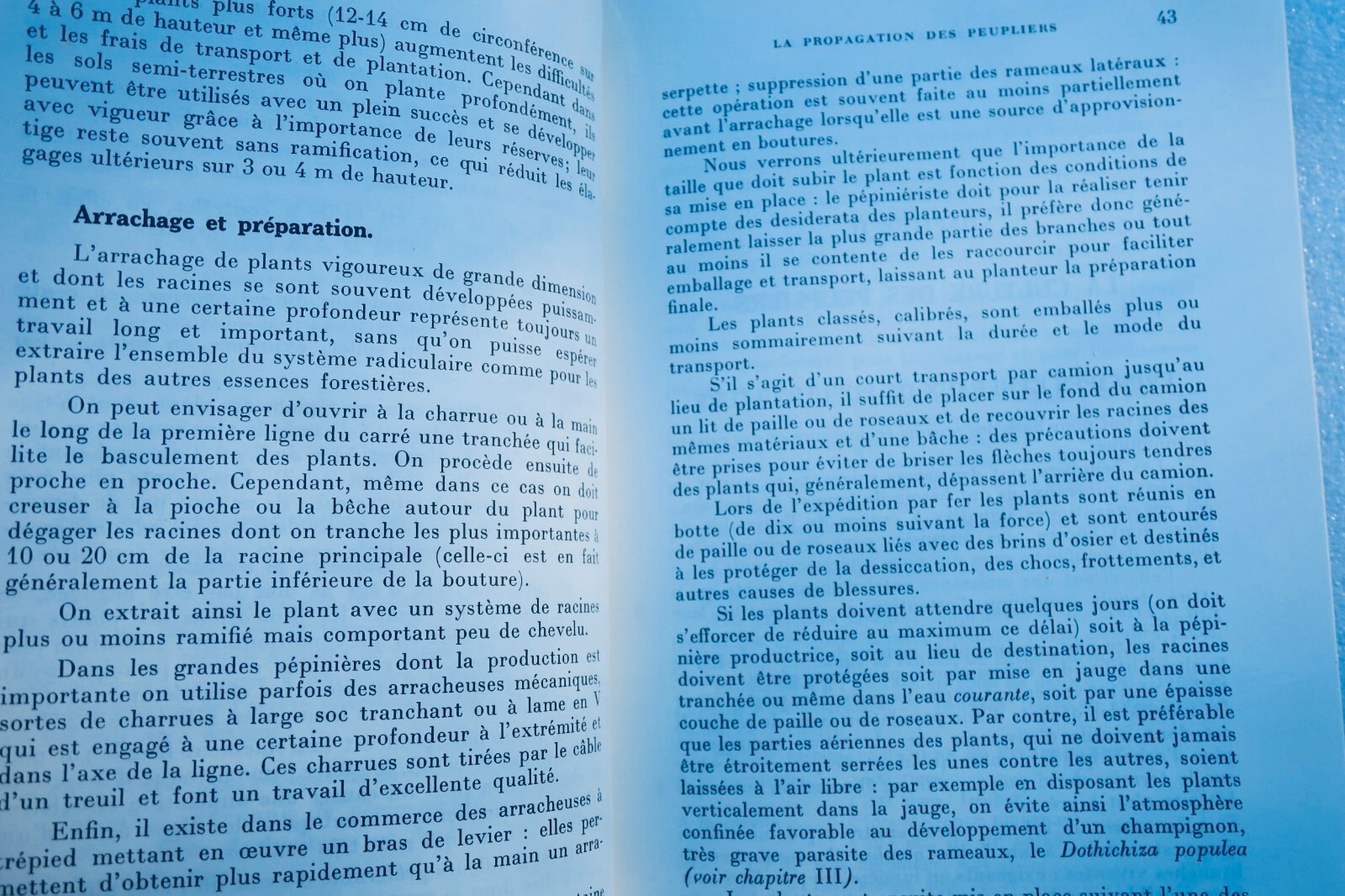 Peuplier La culture du peuplier – Image 5