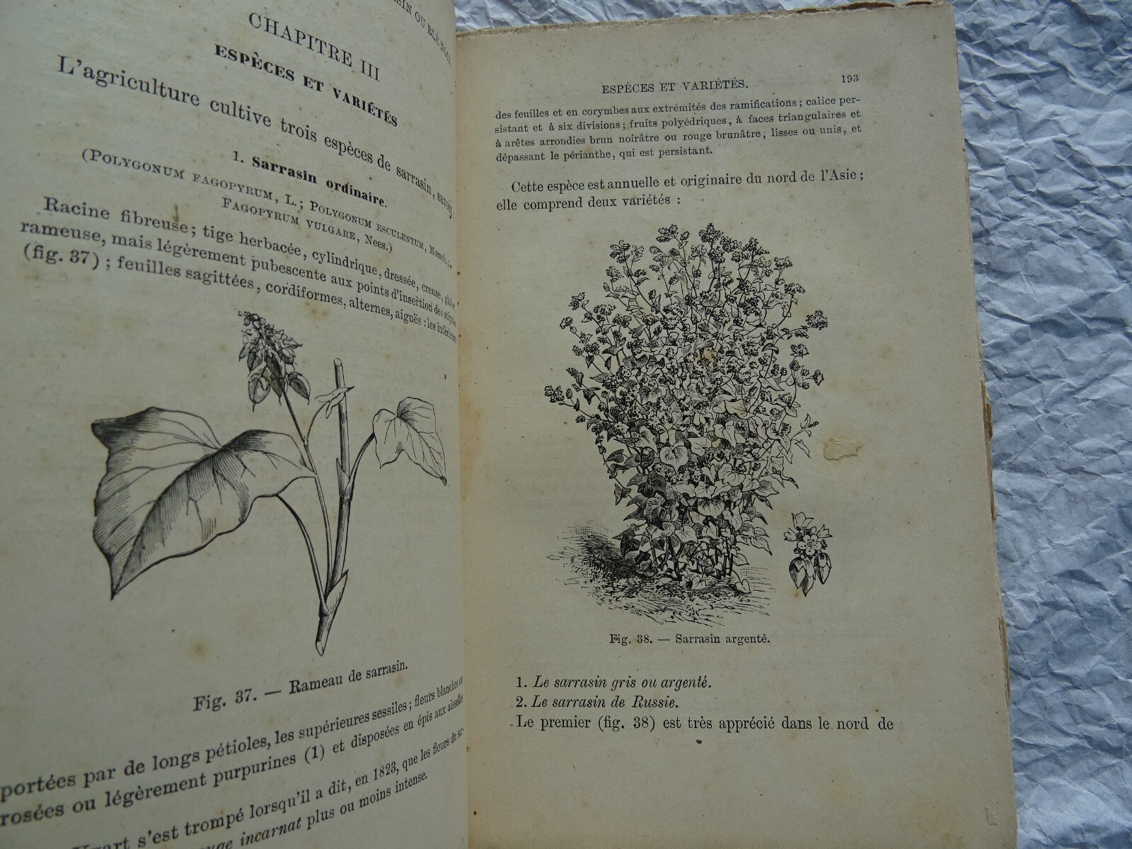 Plantes Industrielles & céréales – Image 5