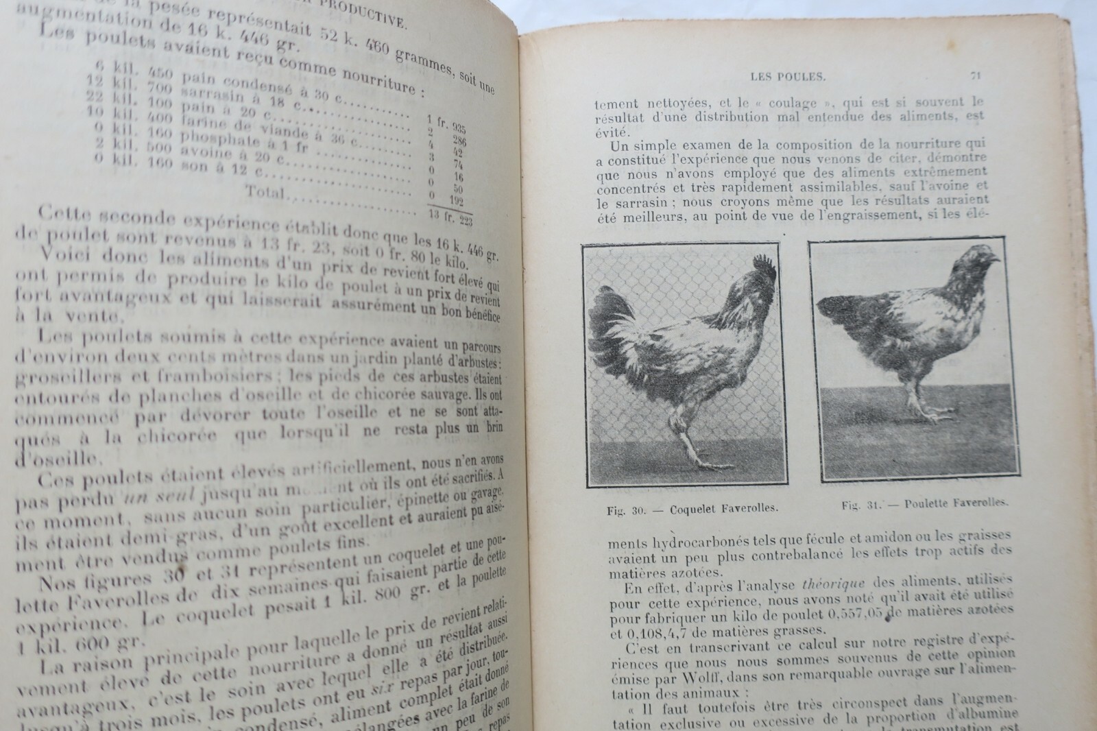 生産的な家禽飼育:利益性の高い鶏飼育 - Image 7