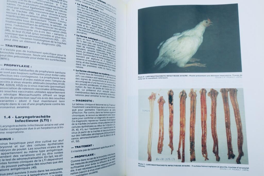 French Poultry Farming 1988