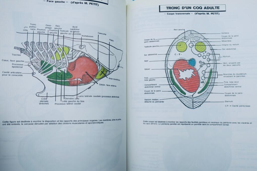 French Poultry Farming 1988