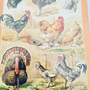 poule L'Aviculture Française 1988