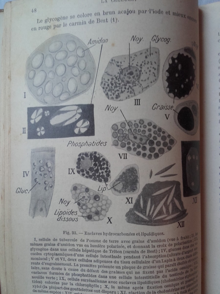 Zusammenfassung der Histologie, Band I & II - Image 5