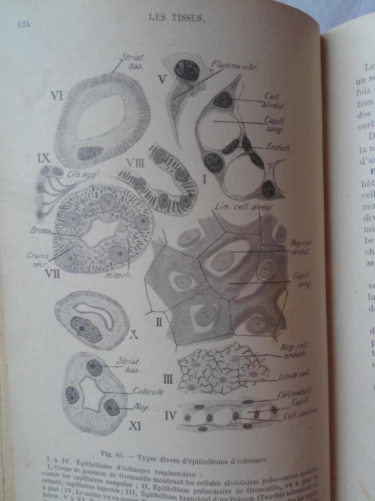 Summary of Histology, Volumes I & II