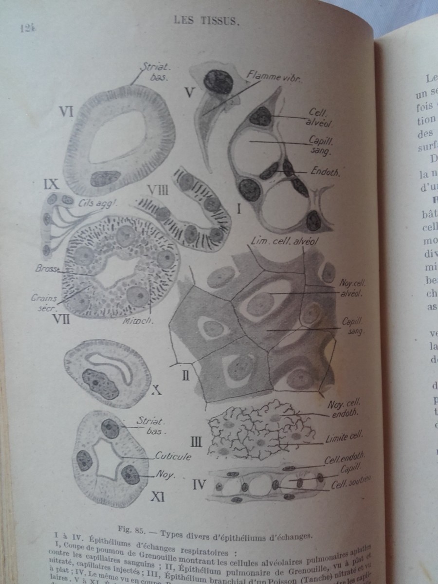 Zusammenfassung der Histologie, Band I & II - Image 3