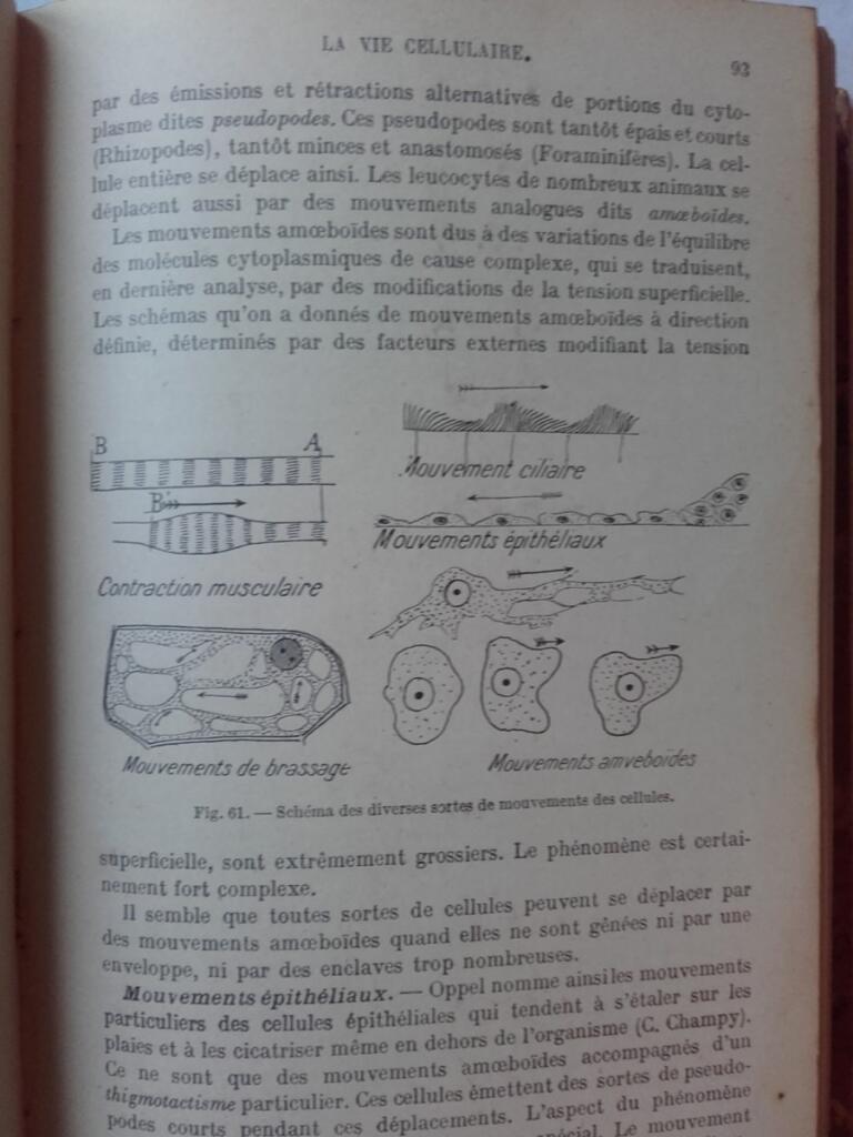 Summary of Histology, Volumes I & II