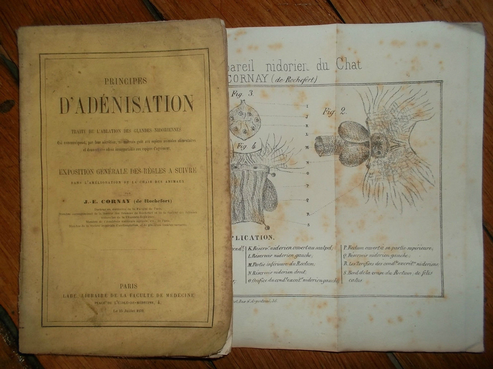 Principles Of ADENISATION Or Treatise On The Ablation Of Nidorian Glands RARE