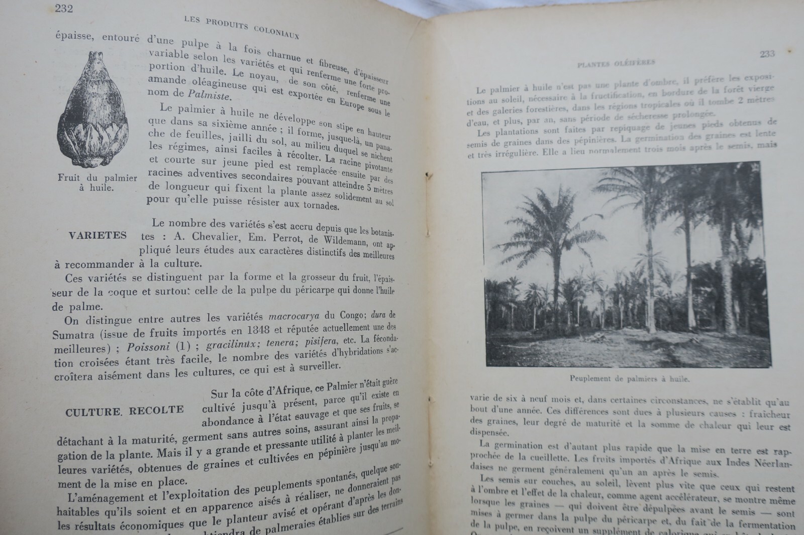 Koloniale Pflanzliche Erzeugnisse 1930 – Image 4