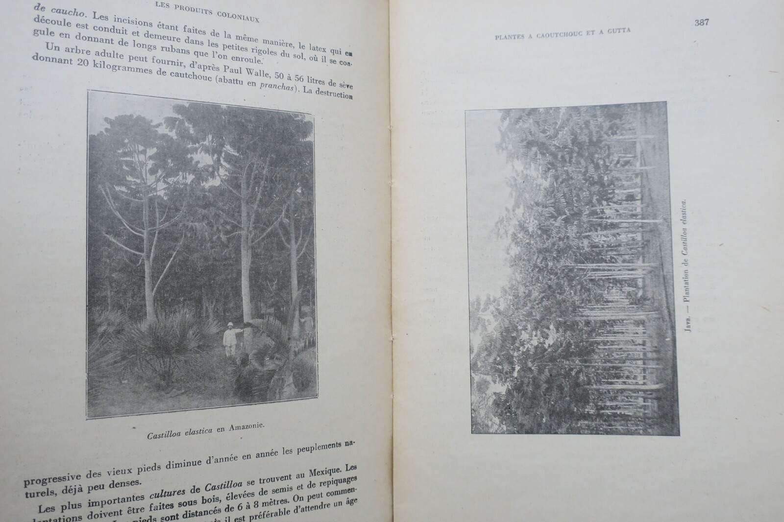 Koloniale Pflanzliche Erzeugnisse 1930 – Image 7