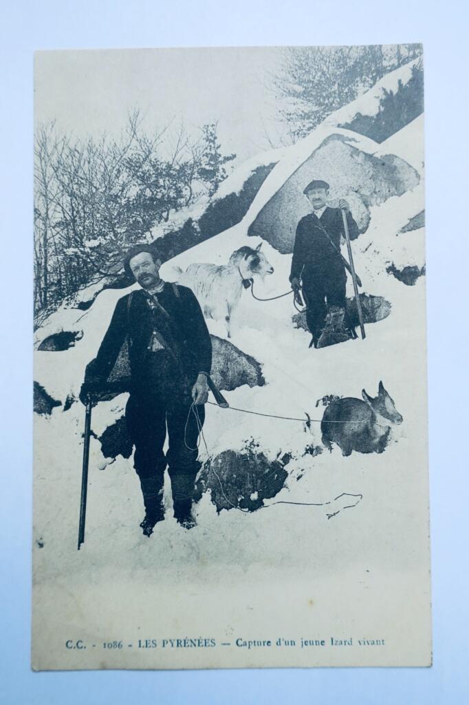 Pyrénées capture d&rsquo;un jeune izard 1909