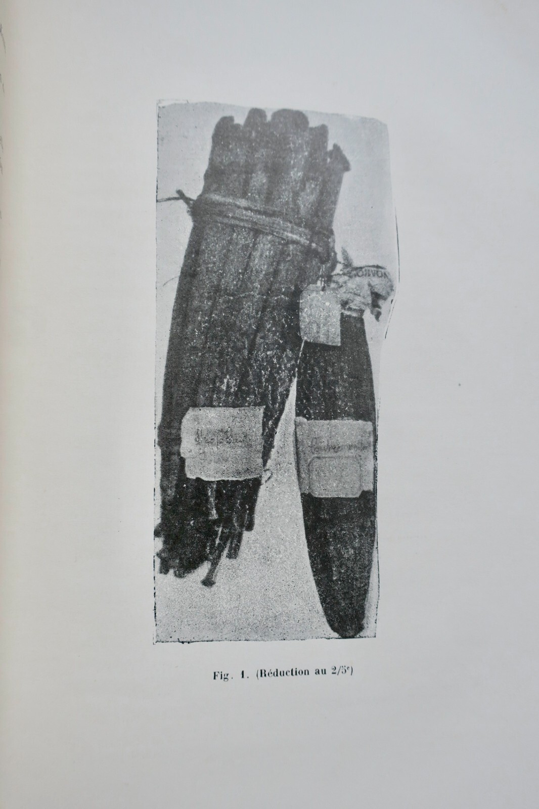 Research on Strophanthus - Image 5