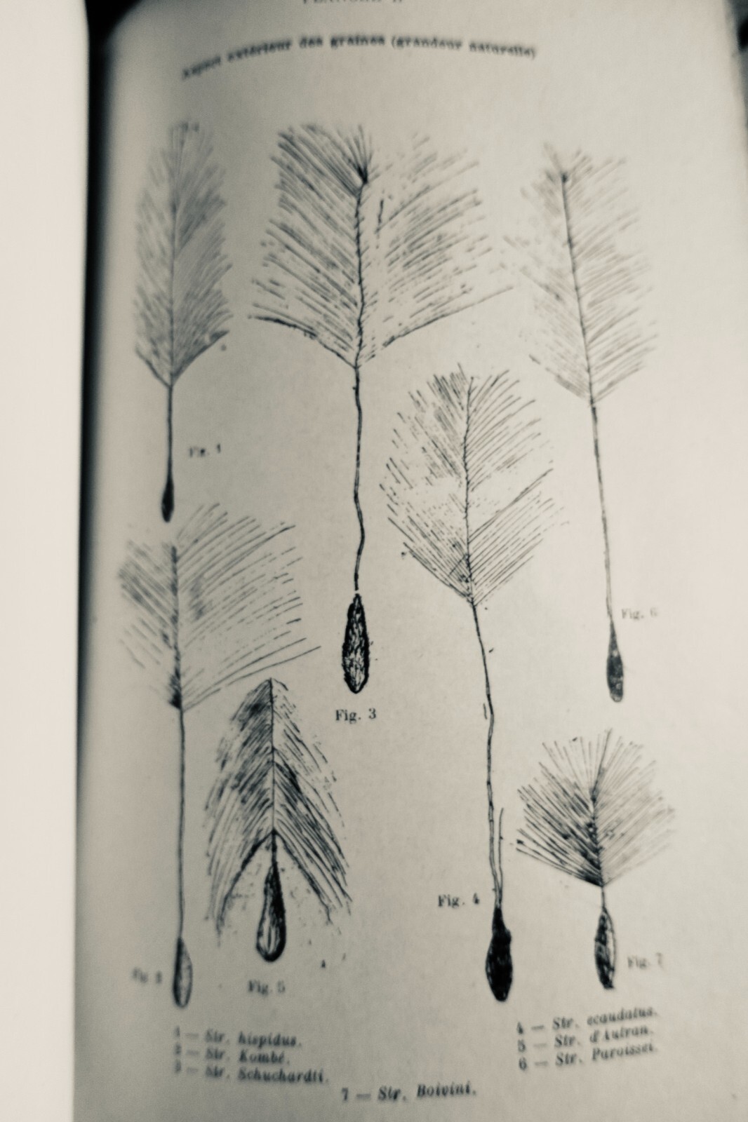 Research on Strophanthus - Image 12
