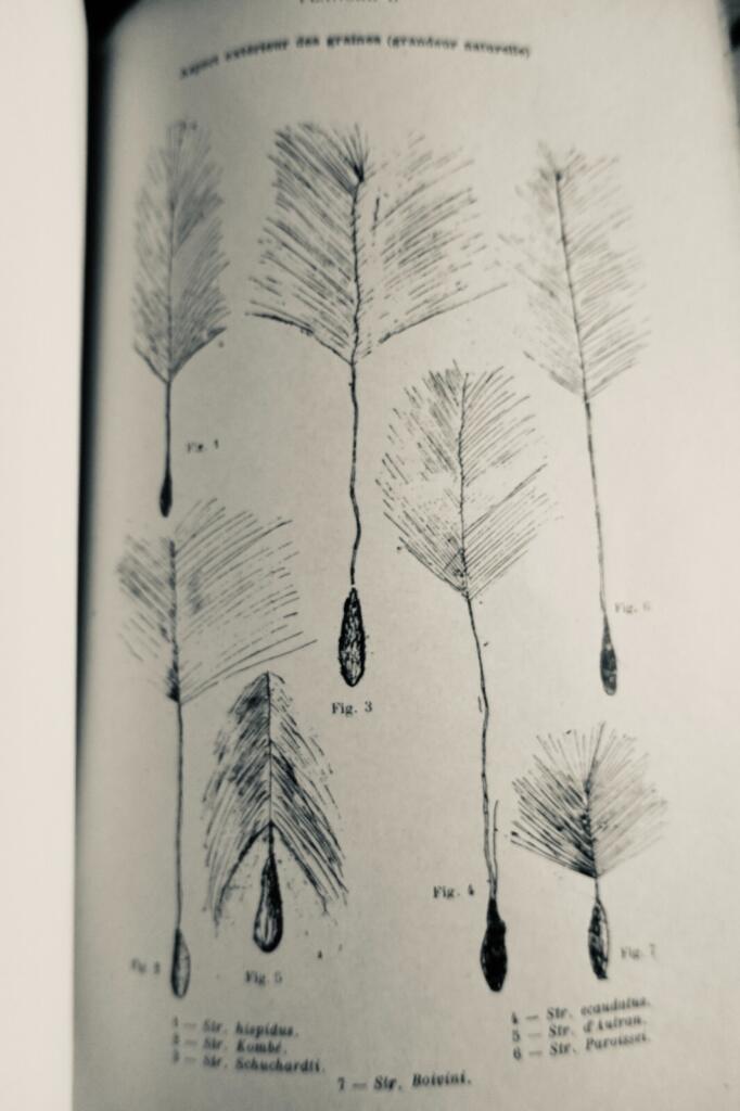 Strophanthus Research & Botanical Study