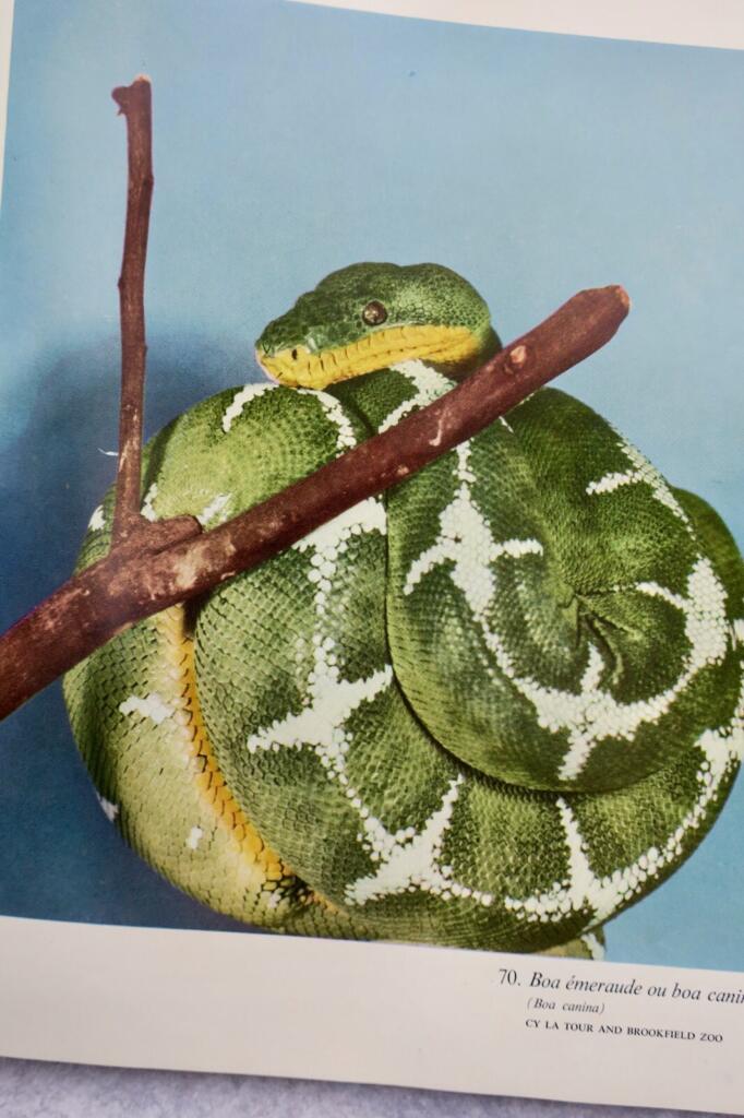 Umfassender illustrierter Leitfaden zu Reptilien weltweit