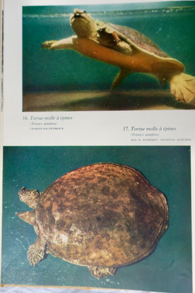 Umfassender illustrierter Leitfaden zu Reptilien weltweit