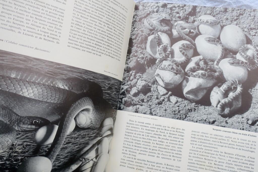 Umfassender illustrierter Leitfaden zu Reptilien weltweit