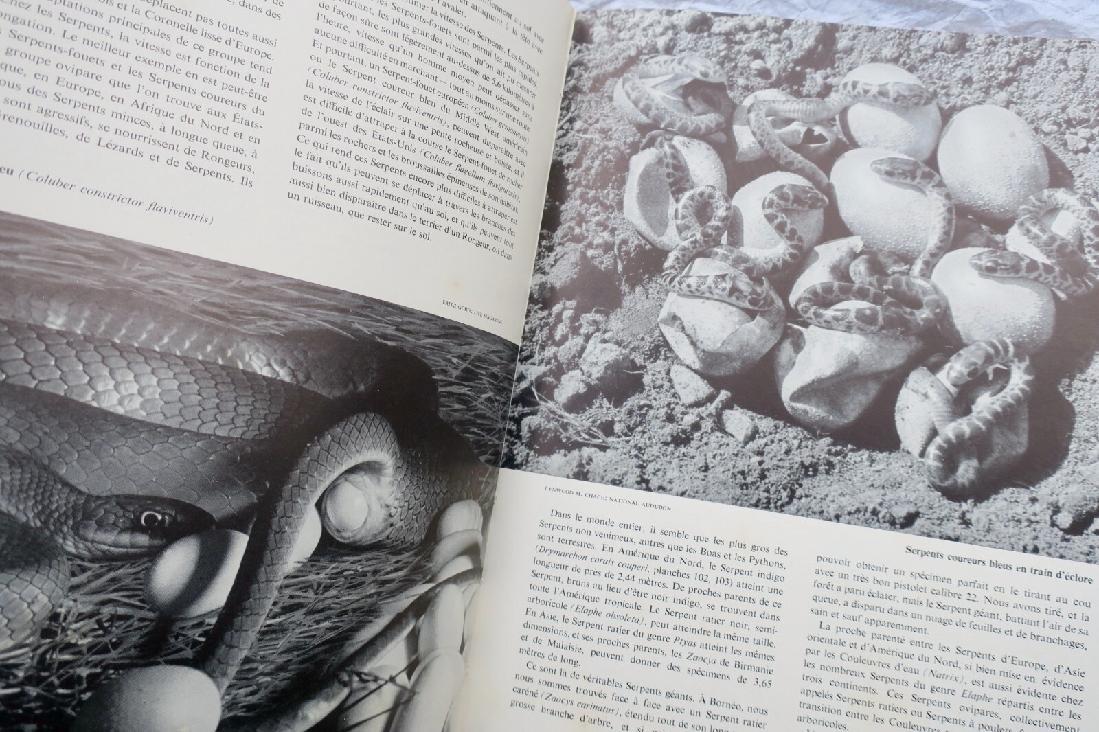 Lebende Reptilien der Welt - Image 5