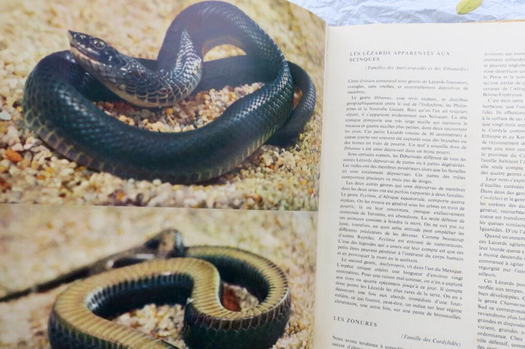 Umfassender illustrierter Leitfaden zu Reptilien weltweit