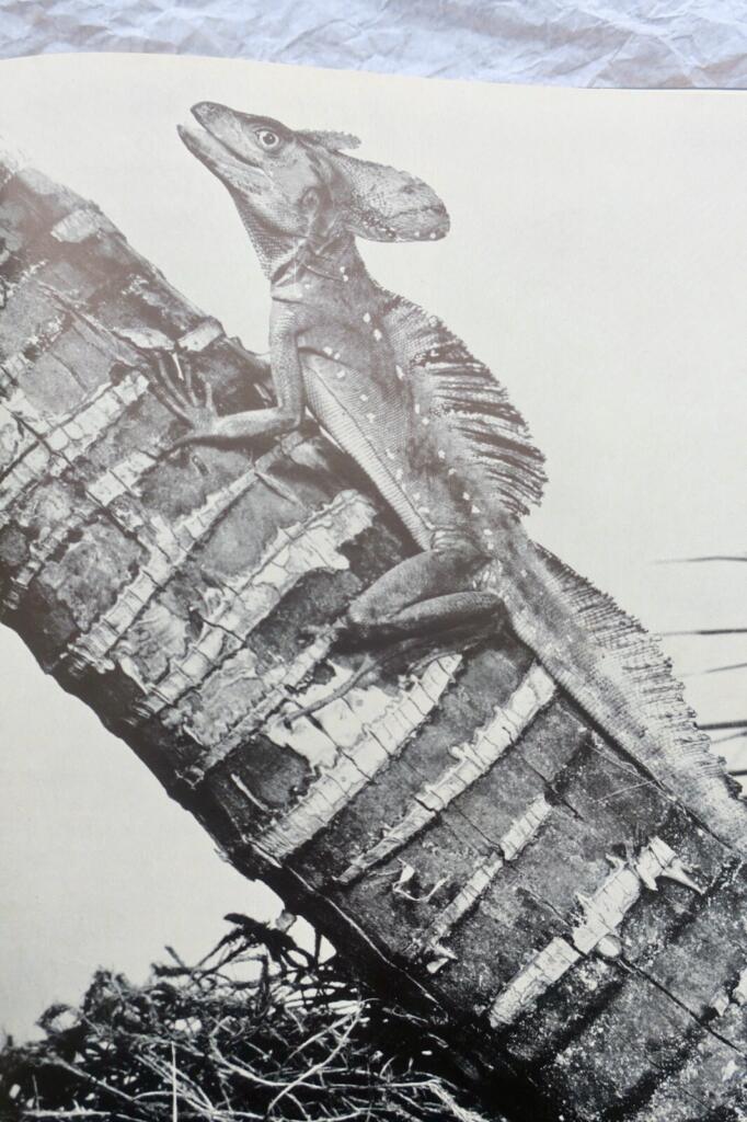 Reptiles vivants du monde 1960