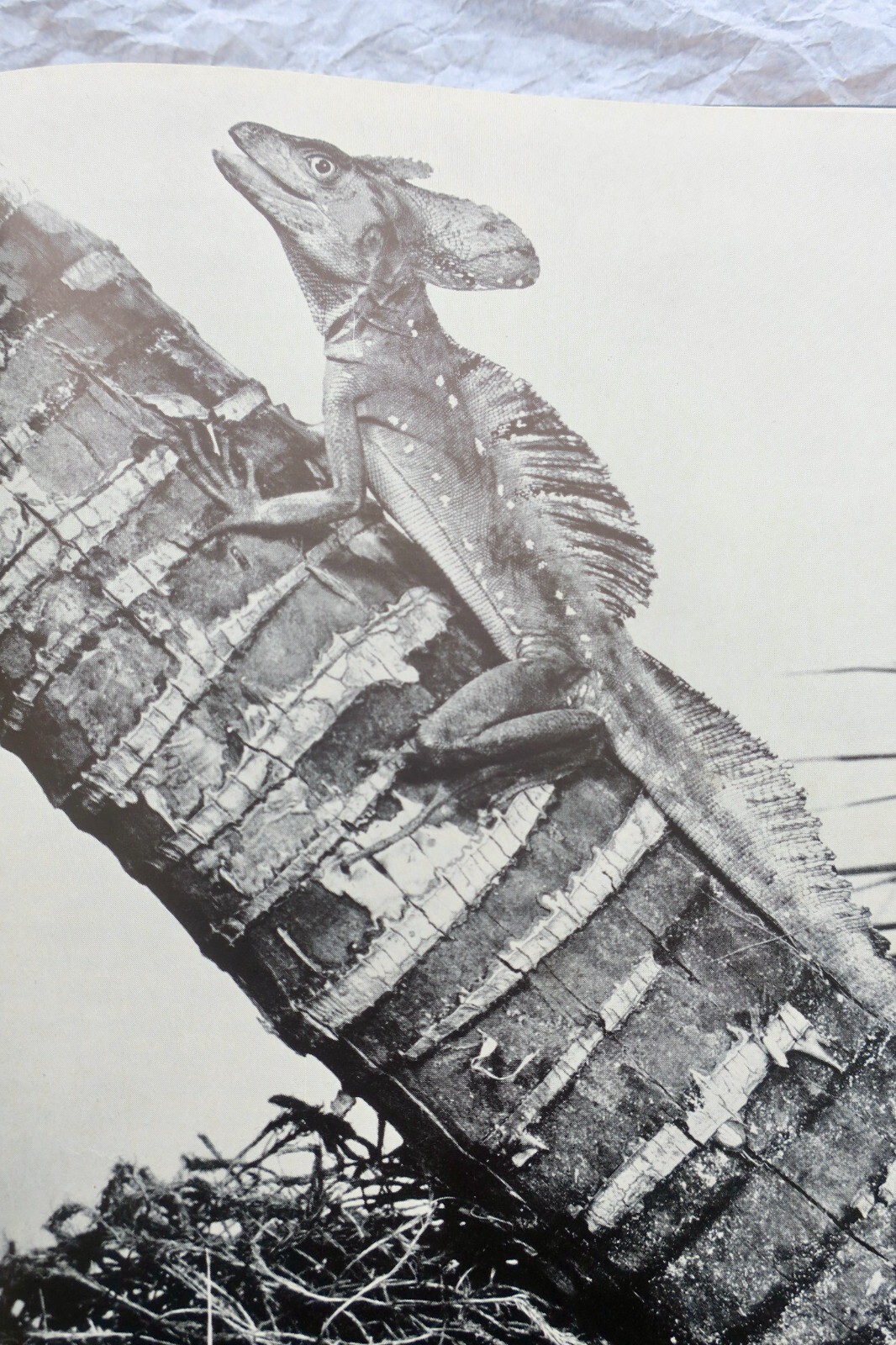 Lebende Reptilien der Welt - Image 10