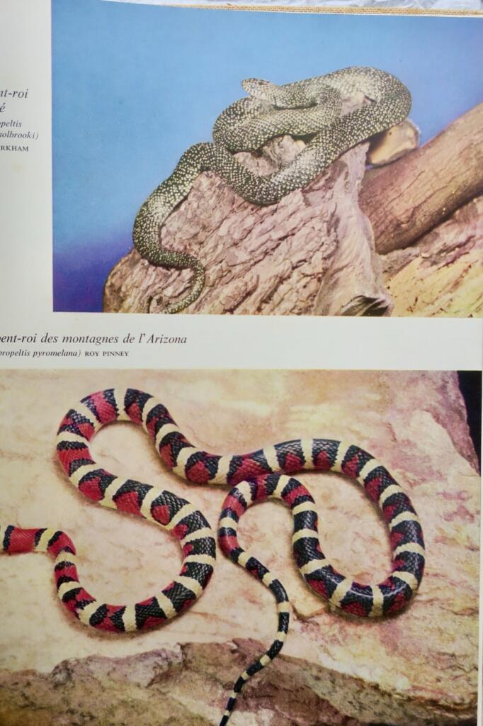 Umfassender illustrierter Leitfaden zu Reptilien weltweit