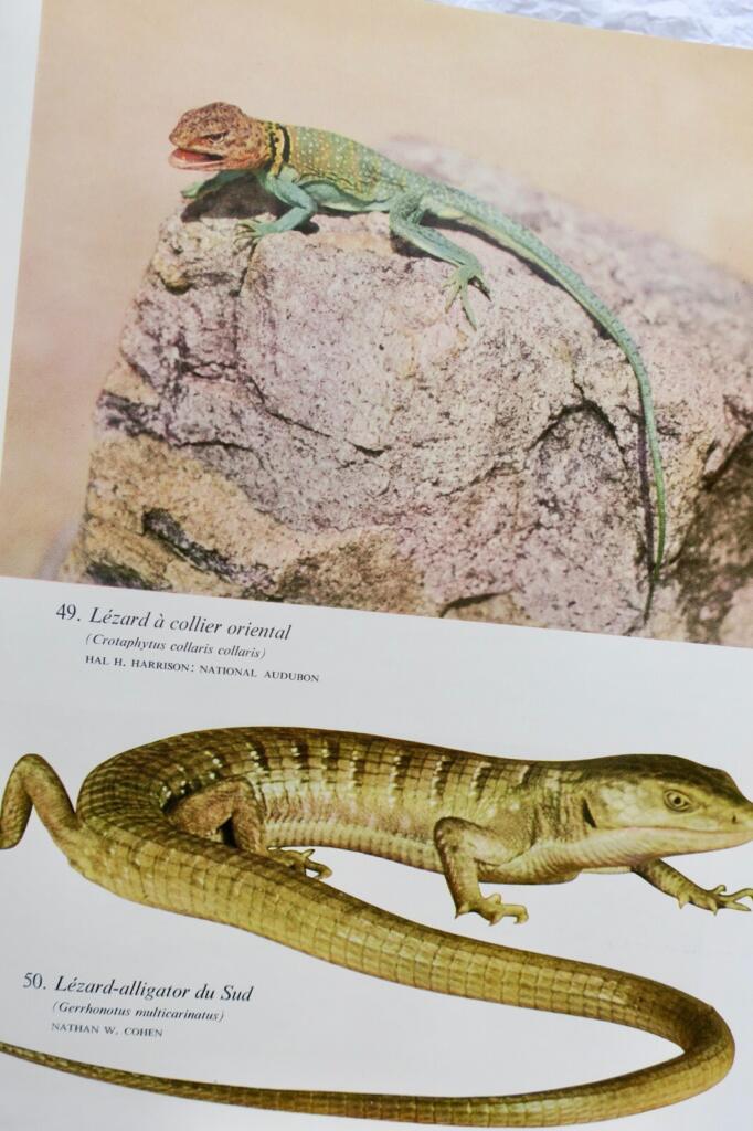 Umfassender illustrierter Leitfaden zu Reptilien weltweit