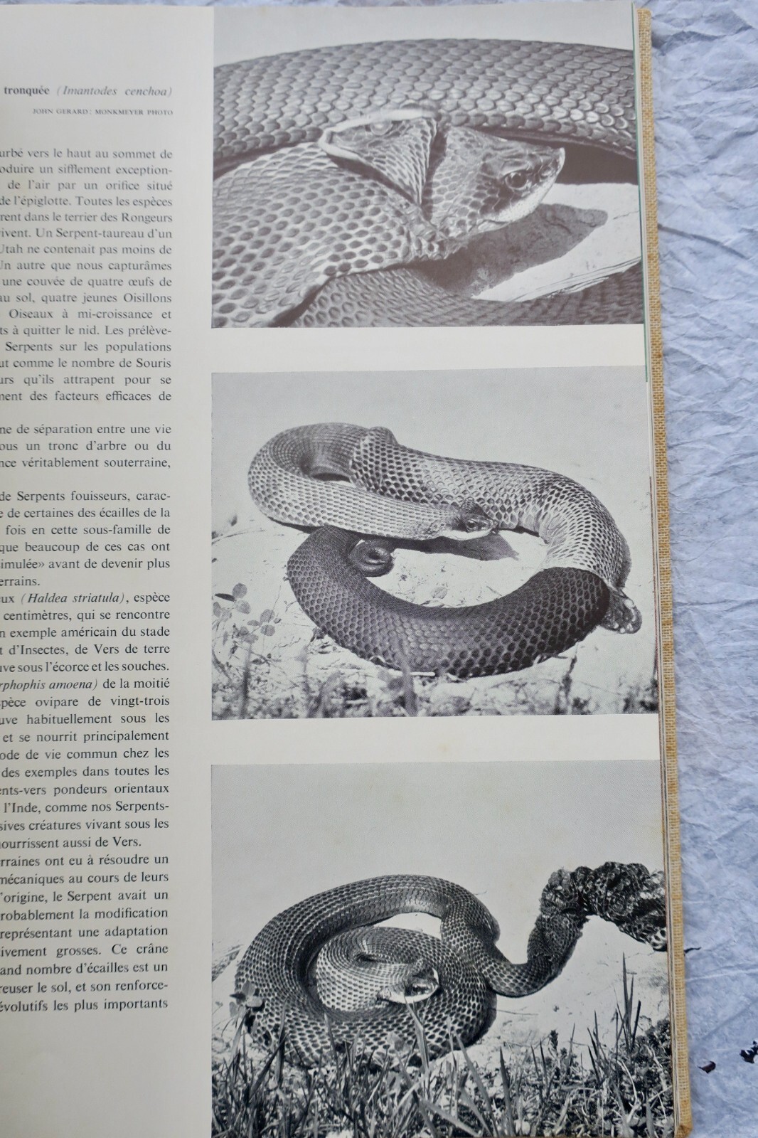 Lebende Reptilien der Welt - Image 8