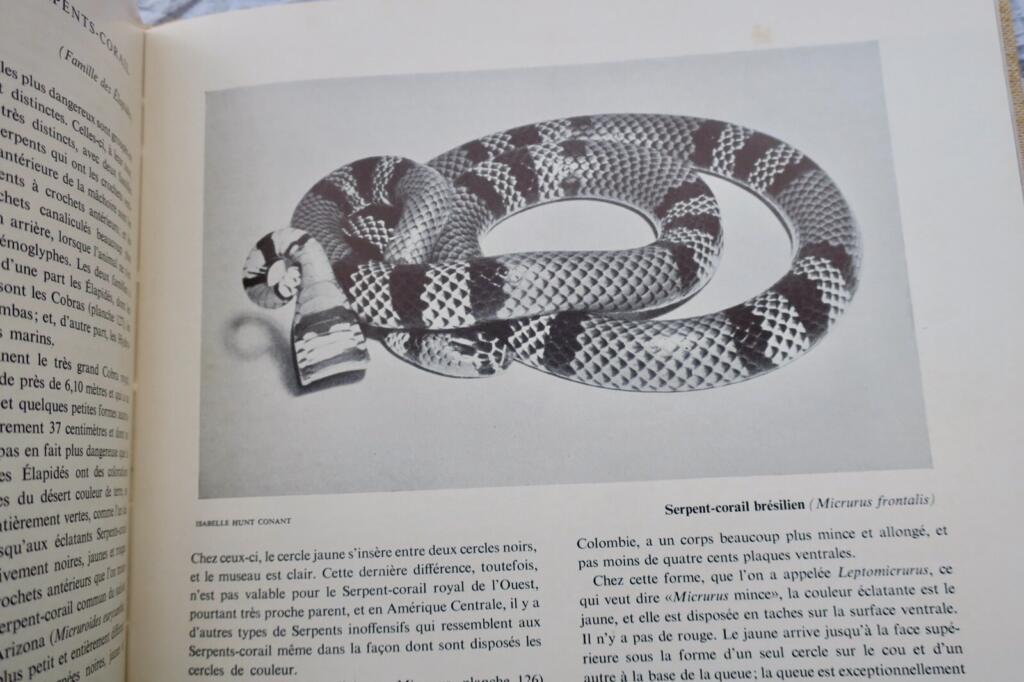 Umfassender illustrierter Leitfaden zu Reptilien weltweit