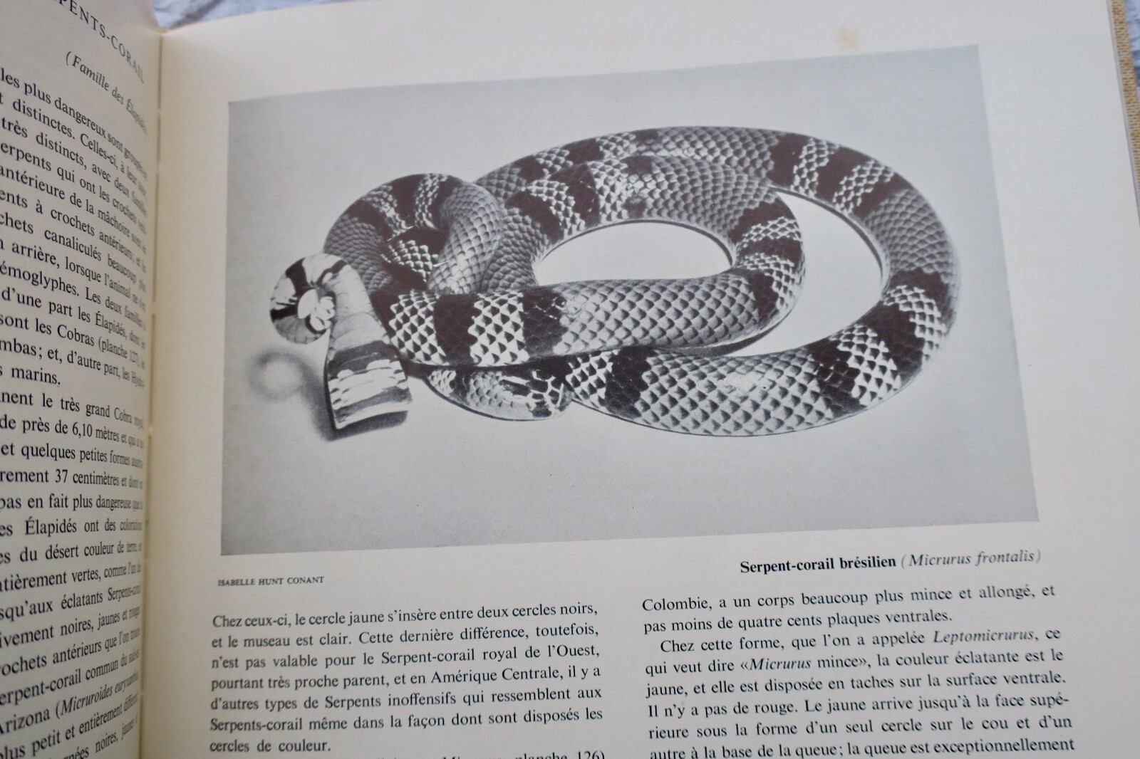 Lebende Reptilien der Welt - Image 4