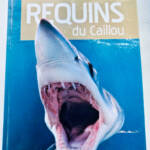 Sharks of New Caledonia