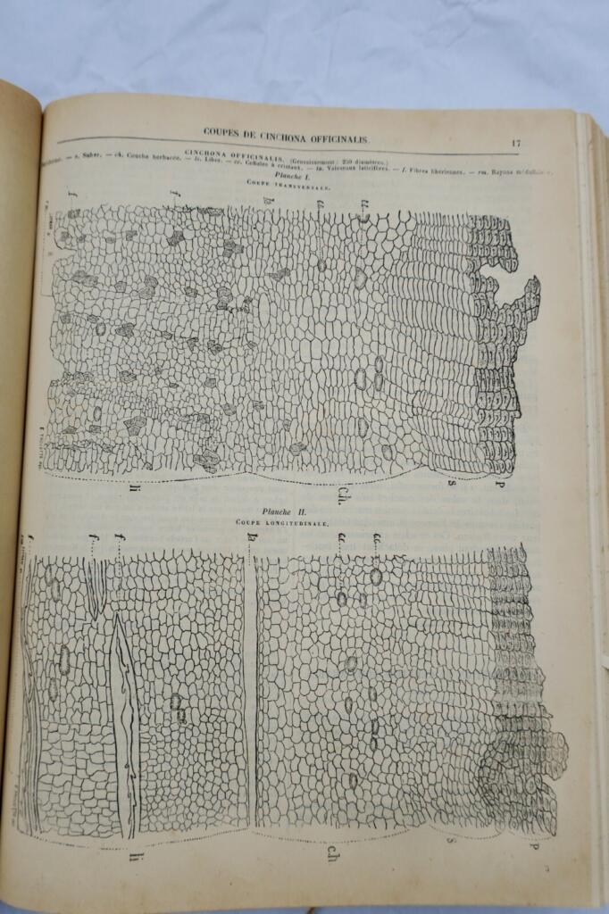International Geographic Review 1879-1884